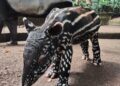 Dirjen KSDAE Namai anak tapir Bandung Zoo, Gantari
