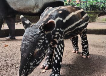 Dirjen KSDAE Namai anak tapir Bandung Zoo, Gantari