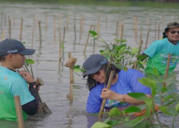 Biofarma Group Tanam 5.500 Bibit Mangrove di Subang