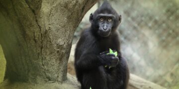 Kebun Binatang Chester Inggris Rayakan Kelahiran Monyet Sulawesi