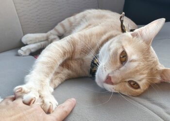 Simak Tanda-Tanda Kucing saat Sekarat