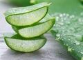 khasiat Menggunakan Lidah Buaya – MADANIACOID