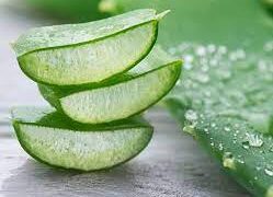 khasiat Menggunakan Lidah Buaya – MADANIACOID