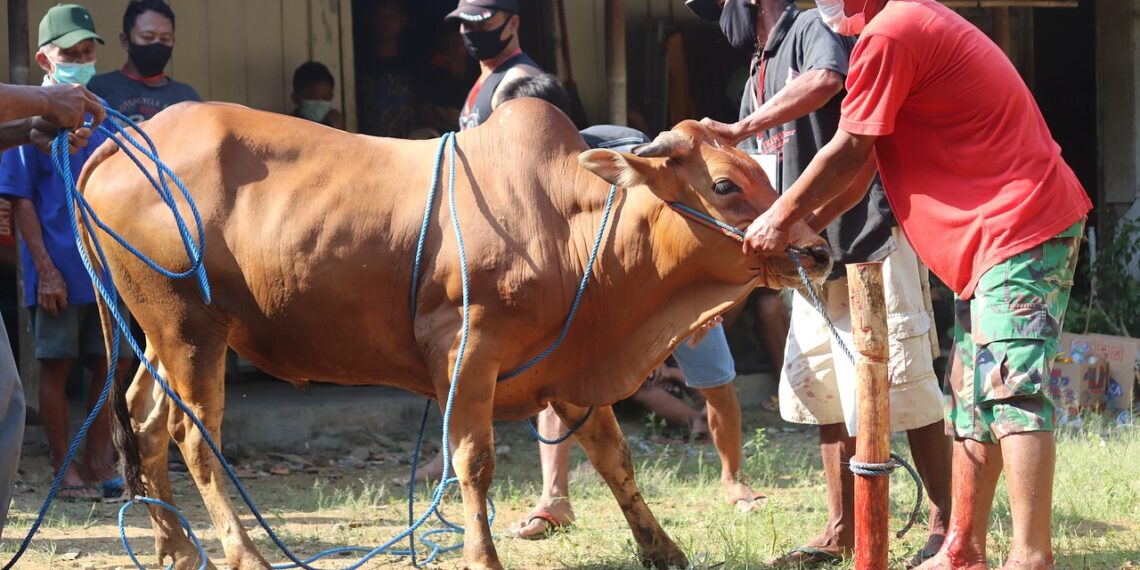 Beginilah Tata cara Menyembelih Hewan Qurban