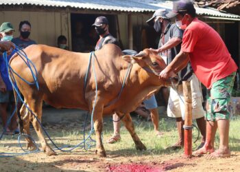 Beginilah Tata cara Menyembelih Hewan Qurban