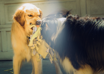 7 Ciri Anjing Rabies hati-hati jika bertemu!