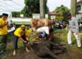 Qurban 18 Ekor Sapi dan 3 Ekor Domba, Ini Makna Berqurban Bagi Hj. Itje