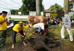 Qurban 18 Ekor Sapi dan 3 Ekor Domba, Ini Makna Berqurban Bagi Hj. Itje