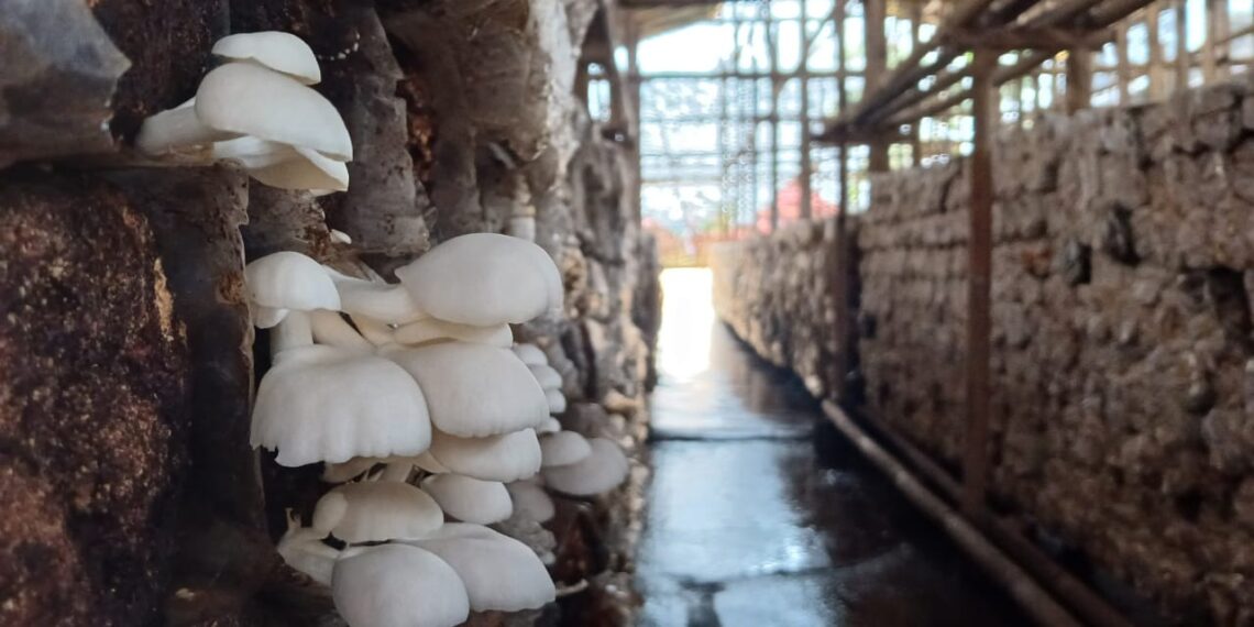 Gerakkan Perekonomian Pascagempa Cianjur, PLN Dukung Budidaya Jarum Tiram Warga Terdampak