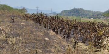 Satu Titik Api di Gunung Jayanti Sudah Padam