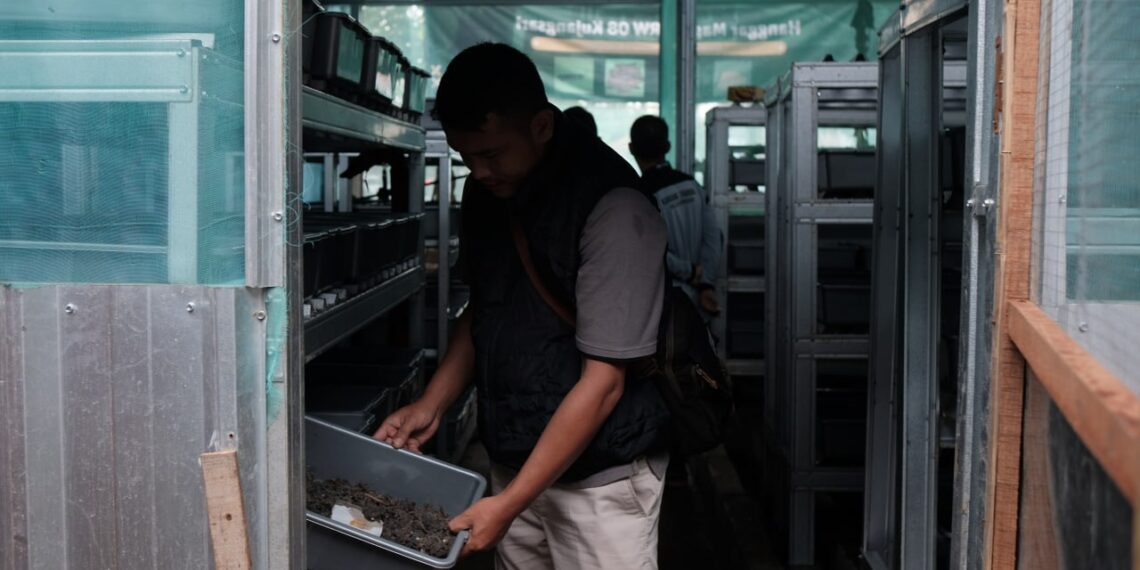 Manfaatkan Maggot Sejak 4 Tahum Lalu, Kelurahan Rancabolang Mampu Olah Sampah Organik 2 Ton per Hari