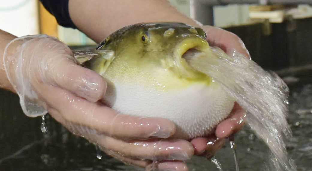 Telan Korban Jiwa, Simak Bahaya Konsumsi Ikan Buntal