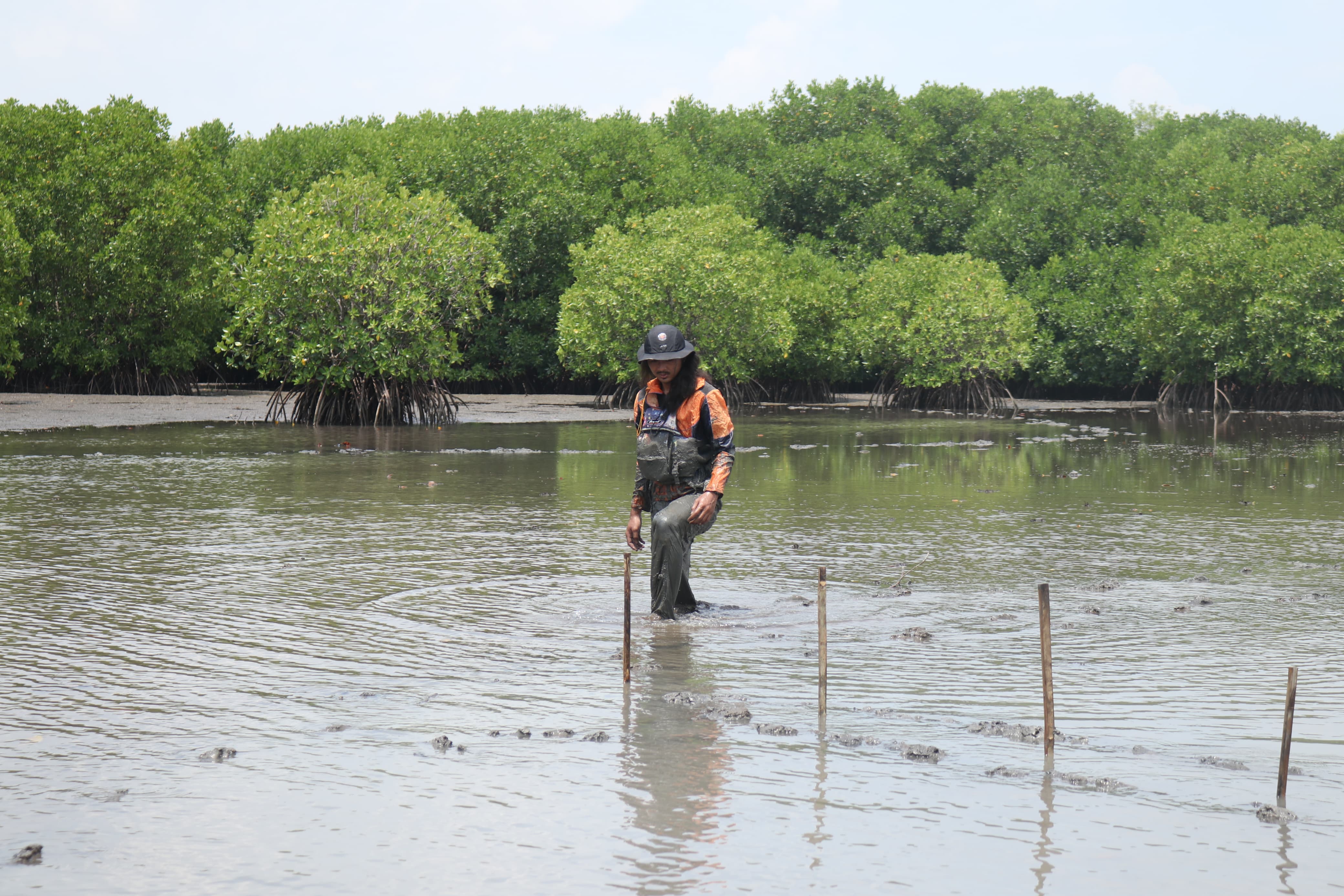 Peringati Hari Bumi Sedunia : Bio Farma Tanam 4000 Mangrove