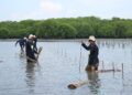 Peringati Hari Bumi Sedunia : Bio Farma Tanam 4000 Mangrove