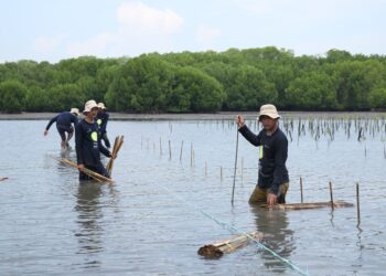 Peringati Hari Bumi Sedunia : Bio Farma Tanam 4000 Mangrove